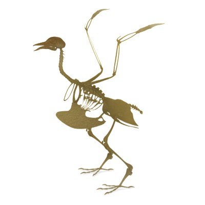realistic bird skeleton 3d model